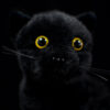 statue-peluche-chat.jpg Peluche en forme de chat noir malin aux gros yeux
